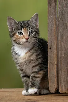 Pet. Pets: CAT. Kitten, tortoiseshell tabby & white, 6 weeks old