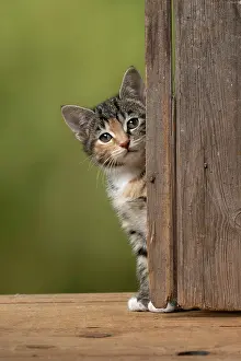 Curiosity: CAT. Kitten, tortoiseshell tabby & white, 6 weeks old