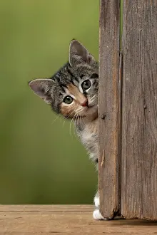 Curiosity: CAT. Kitten, tortoiseshell tabby & white, 6 weeks old