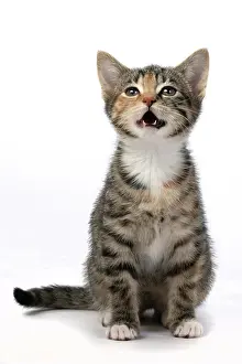 Bakcground: CAT. Kitten, tortoiseshell tabby & white