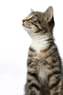 Bakcground: CAT. Kitten, tortoiseshell tabby & white