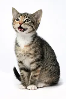 Bakcground: CAT. Kitten, tortoiseshell tabby & white