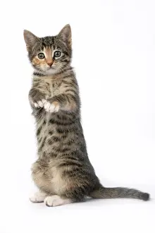 Bakcground: CAT. Kitten, tortoiseshell tabby & white