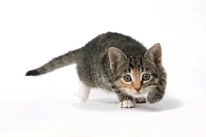 Tabbies: CAT. Kitten, tortoiseshell tabby & white