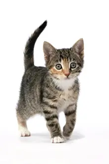 Tabbies: CAT. Kitten, tortoiseshell tabby & white