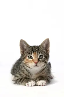 Tabbies: CAT. Kitten, tortoiseshell tabby & white