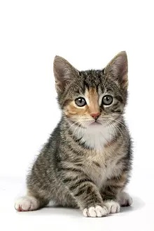 Tabbies: CAT. Kitten, tortoiseshell tabby & white