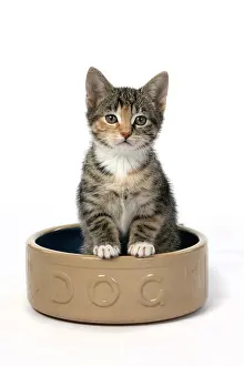 Tabbies: CAT. Kitten, tortoiseshell tabby & white