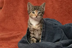 Tabbies: CAT. Kitten, tortoiseshell tabby & white