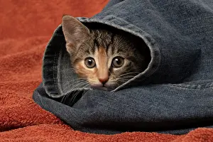 Tabbies: CAT. Kitten, tortoiseshell tabby & white