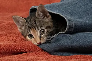 Tabbies: CAT. Kitten, tortoiseshell tabby & white