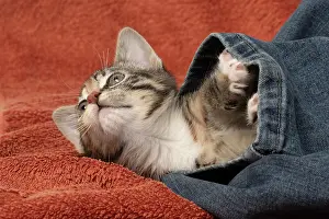 Tabbies: CAT. Kitten, tortoiseshell tabby & white