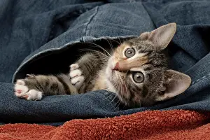 Tabbies: CAT. Kitten, tortoiseshell tabby & white