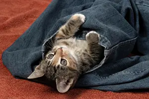Tabbies: CAT. Kitten, tortoiseshell tabby & white