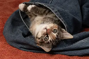 Tabbies: CAT. Kitten, tortoiseshell tabby & white