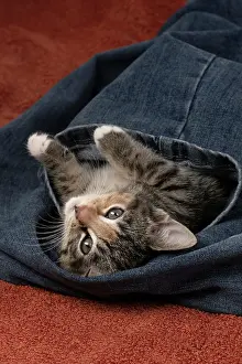 Tabbies: CAT. Kitten, tortoiseshell tabby & white