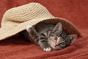 Tabbies: CAT. Kitten, tortoiseshell tabby & white