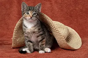 Tabbies: CAT. Kitten, tortoiseshell tabby & white