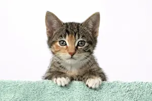 Tabbies: CAT. Kitten, tortoiseshell tabby & white