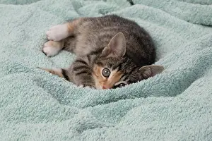 Tabbies: CAT. Kitten, tortoiseshell tabby & white
