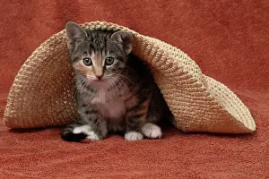 Tabbies: CAT. Kitten, tortoiseshell tabby & white