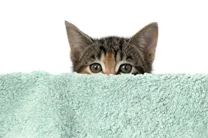 Tabbies: CAT. Kitten, tortoiseshell tabby & white