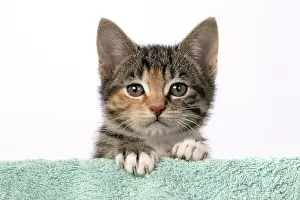 Tabbies: CAT. Kitten, tortoiseshell tabby & white