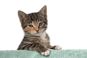 Tabbies: CAT. Kitten, tortoiseshell tabby & white