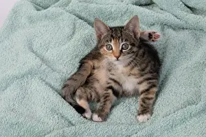 Tabbies: CAT. Kitten, tortoiseshell tabby & white