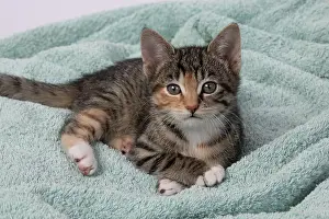 Tabbies: CAT. Kitten, tortoiseshell tabby & white