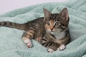 Tabbies: CAT. Kitten, tortoiseshell tabby & white