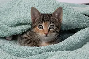 Tabbies: CAT. Kitten, tortoiseshell tabby & white