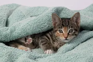 Tabbies: CAT. Kitten, tortoiseshell tabby & white