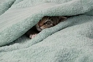 Curiosity: CAT. Kitten, tortoiseshell tabby & white