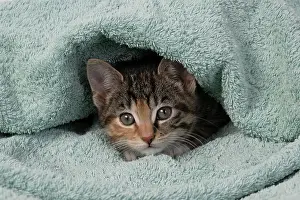 Curiosity: CAT. Kitten, tortoiseshell tabby & white