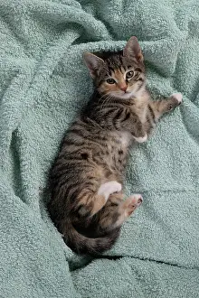 Tabbies: CAT. Kitten, tortoiseshell tabby & white