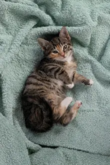 Tabbies: CAT. Kitten, tortoiseshell tabby & white