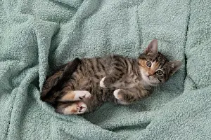 Tabbies: CAT. Kitten, tortoiseshell tabby & white