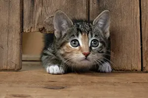 Curiosity: CAT. Kitten, tortoiseshell tabby & white