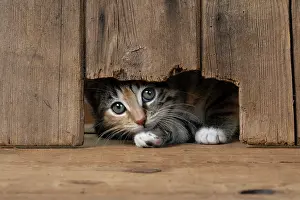 Curiosity: CAT. Kitten, tortoiseshell tabby & white