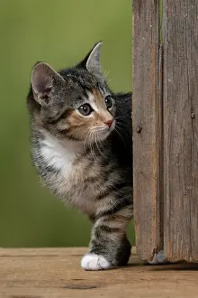 Tabbies: CAT. Kitten, tortoiseshell tabby & white