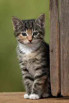 Tabbies: CAT. Kitten, tortoiseshell tabby & white