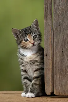 Tabbies: CAT. Kitten, tortoiseshell tabby & white