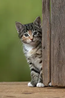 Tabbies: CAT. Kitten, tortoiseshell tabby & white