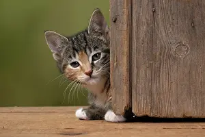 Curiosity: CAT. Kitten, tortoiseshell tabby & white