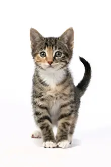Tabbies: CAT. Kitten, tortoiseshell tabby & white