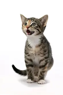 Tabbies: CAT. Kitten, tortoiseshell tabby & white