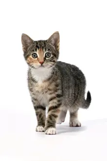 John Daniels: CAT. Kitten, tortoiseshell tabby & white