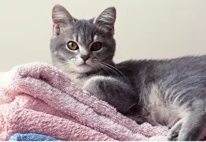 Towel: CAT - Kitten on towels