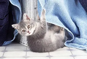 Naughty: CAT - Kitten amongst towels